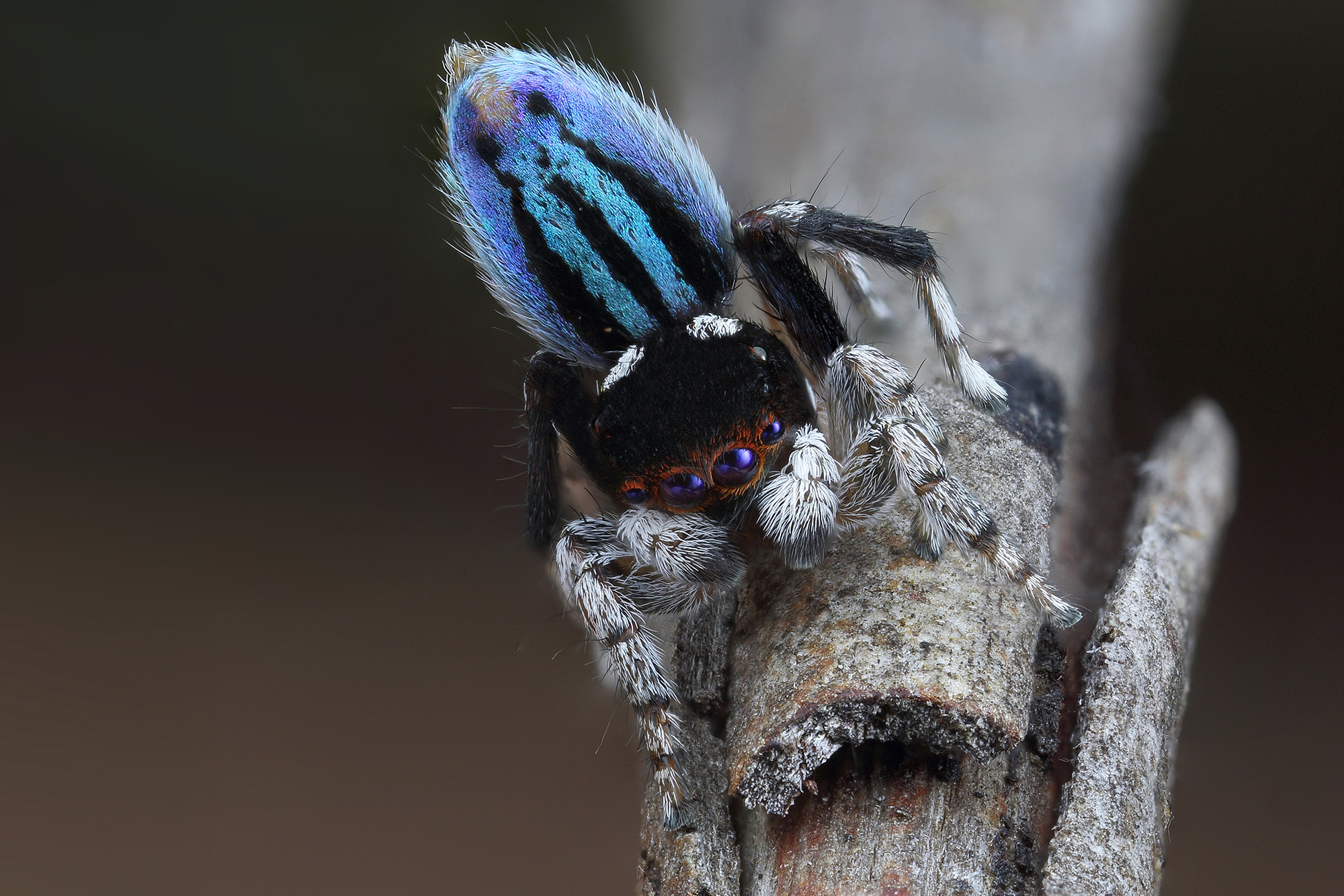 Queensland Museum to discover up to 100 new spider species