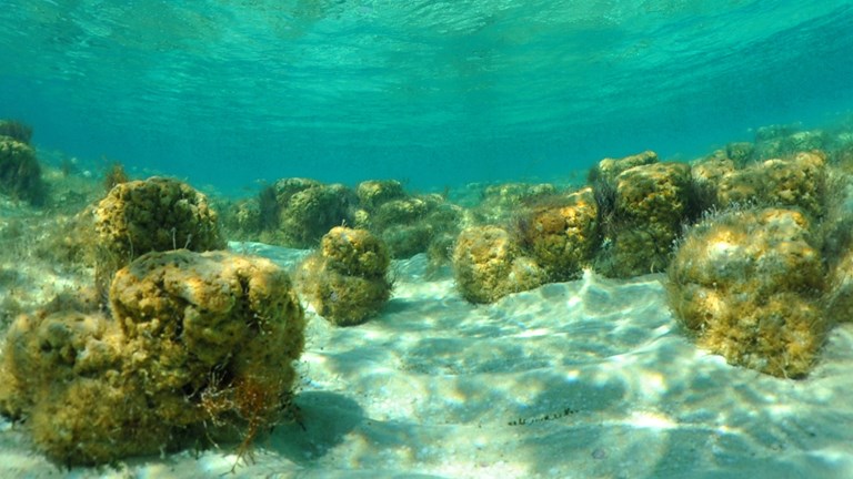 our-living-climate-stromatolites