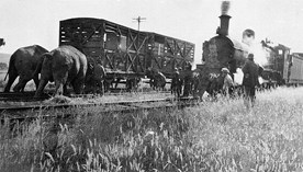 Elephants pushing railway cars back onto the track after a circus train had been derailed at Henty Station, circa 1920s