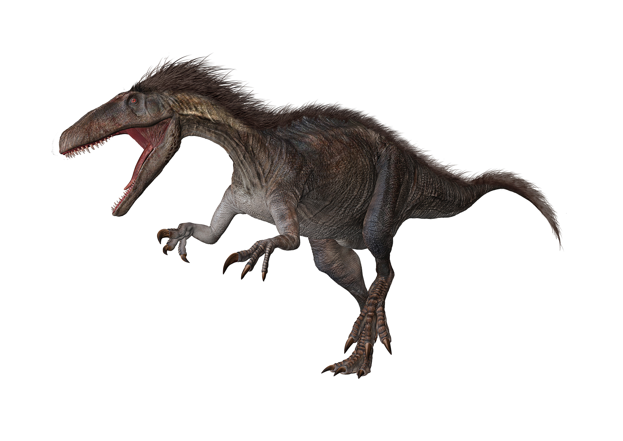 New dinosaur was a plant-eating speed runner