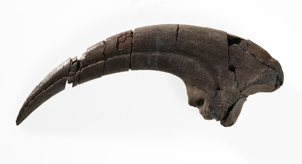 A large, sickle-shaped claw. 