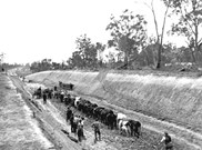 Bullock team ploughing cutting, Yallourn, 8 July 1921
