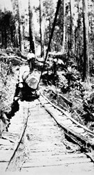 A timber worker standing on a log on a rail line, Beech Forest district, 1921