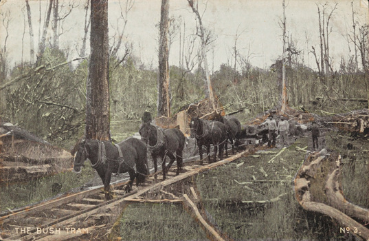Horses hauling a flatbed truck along wooden rails, pre-12 June 1906