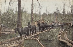 Horses hauling a flatbed truck along wooden rails, pre-12 June 1906