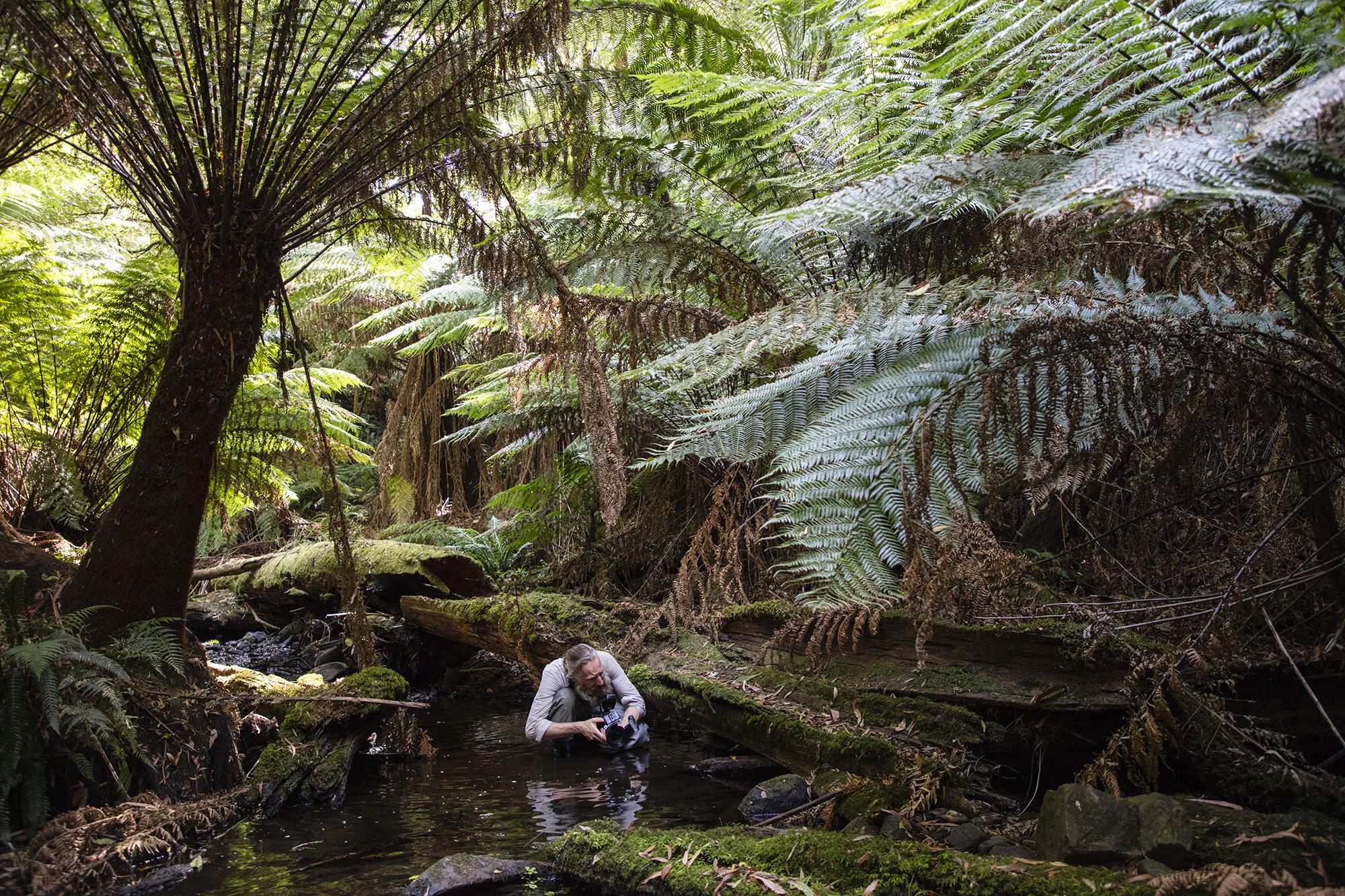 Curator Julian Finn photographing aquatic insects at the Grey River Picnic Area. Location: Australia, Victoria, Great Otway National Park, Kennett River, Grey River Picnic Area, on Grey River Road. Survey: Otways Bioscan OTB 2018 159