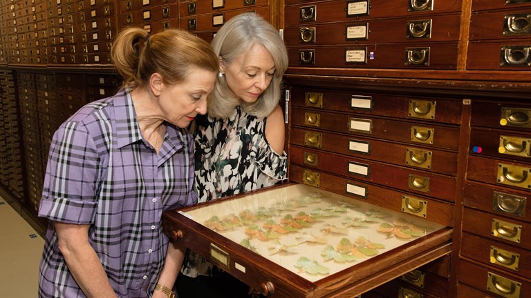 Director Research and Collections, Nurin Veis, and Director and CEO, Lynley Crosswell, inspecting the Entomology collection.