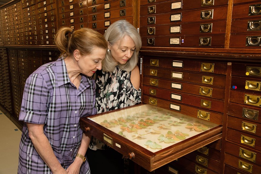 Director Research and Collections, Nurin Veis, and Director and CEO, Lynley Crosswell, inspecting the Entomology collection.