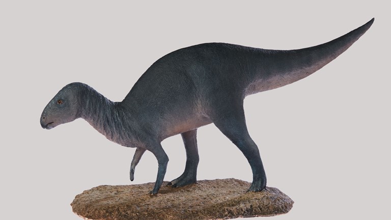 Iguandodon model