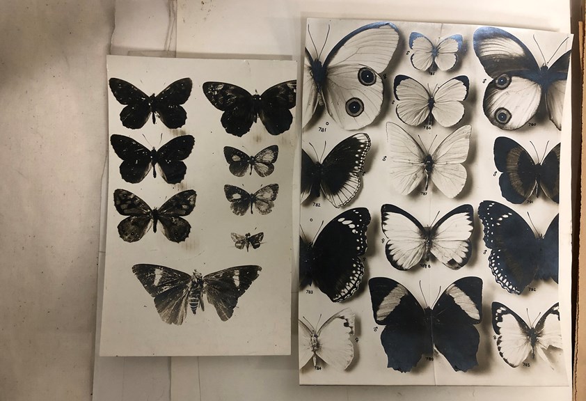 Black and white photographs of butterflies, “Butterflies of Australia” proofs, c. 1914.