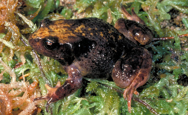 Improving the Habitat of the Critically Endangered Rough Moss Frog