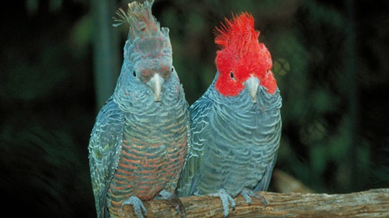 Two grey and red parrots perched on a branch