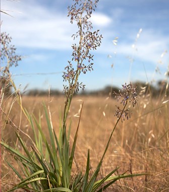 Plains Flax Lily