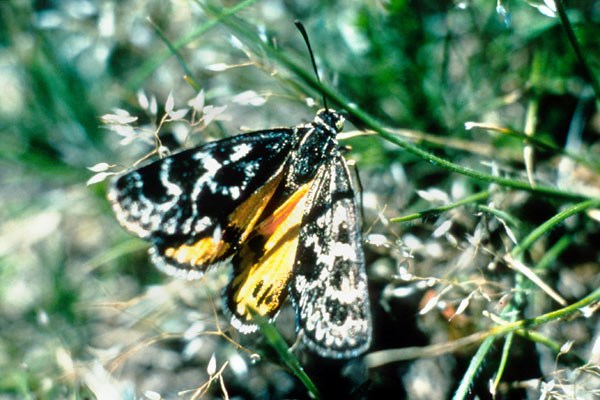 Golden Sun Moth