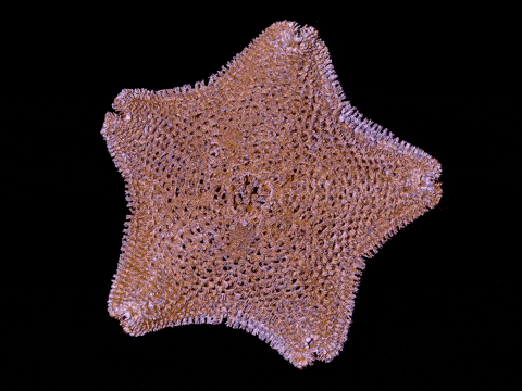 The Derwent River Seastar, preserved in the Tasmanian Museum and Art Gallery, Hobart.