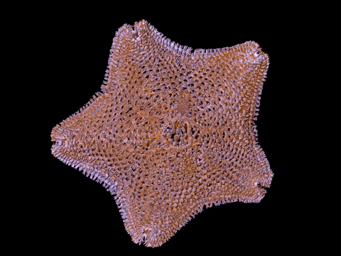 CT Scan showing the internal structure of the Seastar