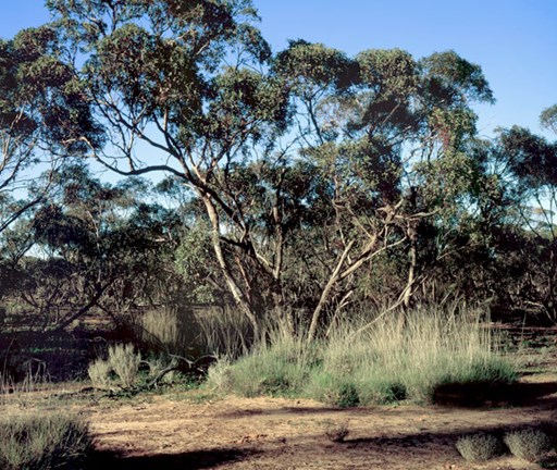 Small multi-stemmed eucalypts or Mallees