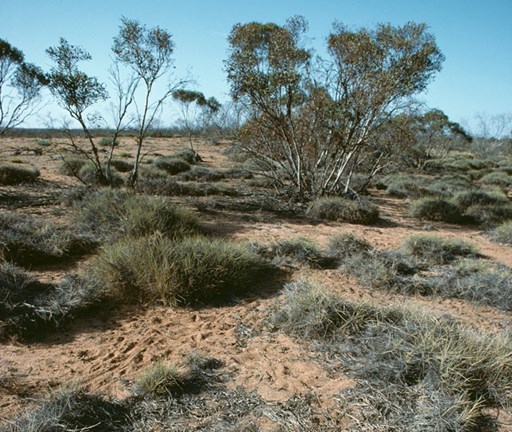 Mallee vegetation