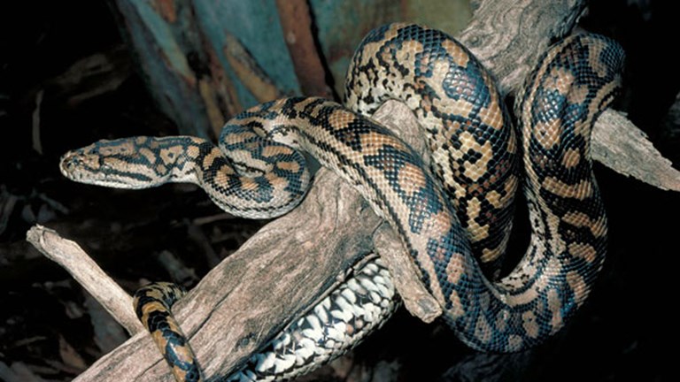 Large python coiled on a tree branch