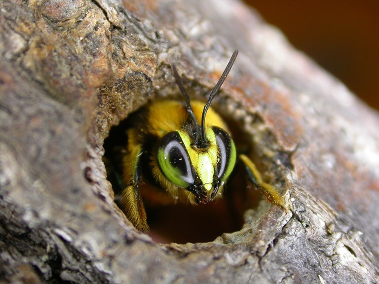 A large bee peers out of a hole carved into wood. 