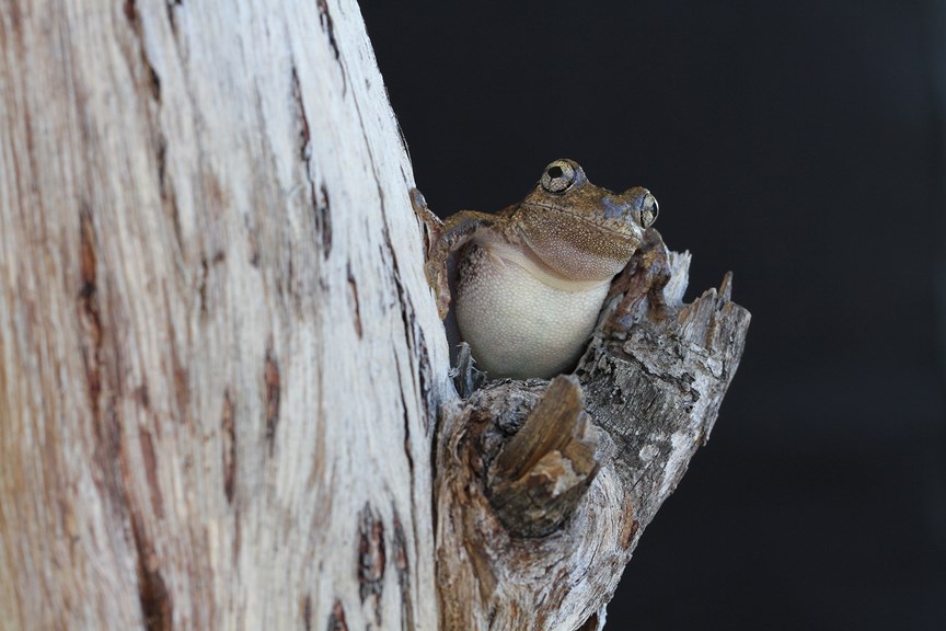 A frog peers through a fork in a tree. 