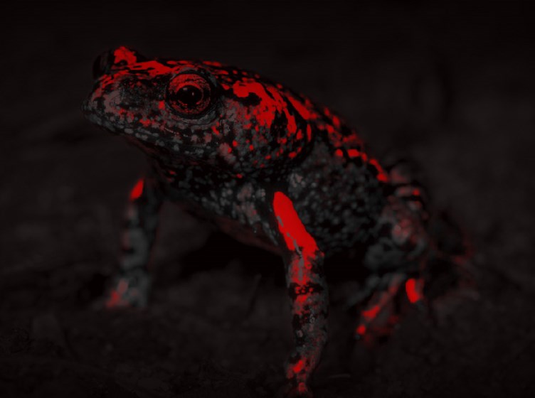 A black and white image of a toadlet.