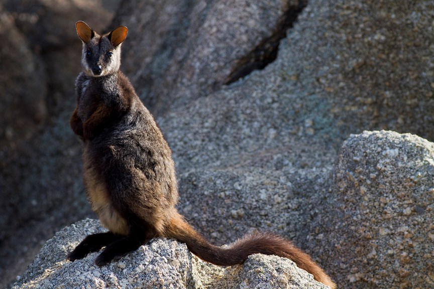 A wallaby stands atop a rock.