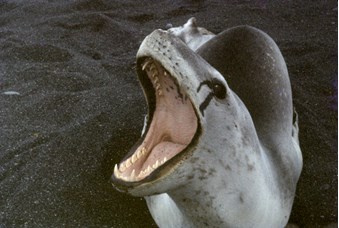 View into the wide open pink mouth of a seal which appears to be sitting on a beach.