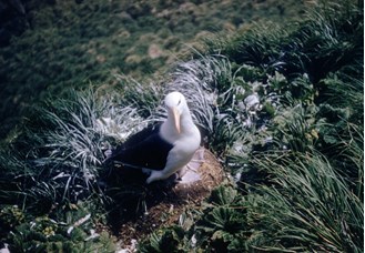 Albatross in green foliage covered in bird excrement.