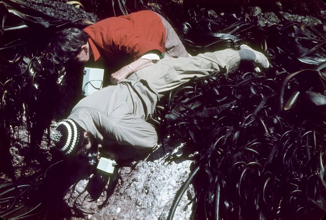 A woman holds another woman in a sea of kelp as she leans over a rock to take a photograph. 
