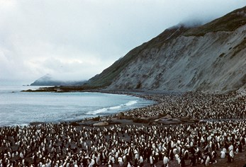 Mass of penguins with a few seals on curved beach with raised land and low cloud in background.