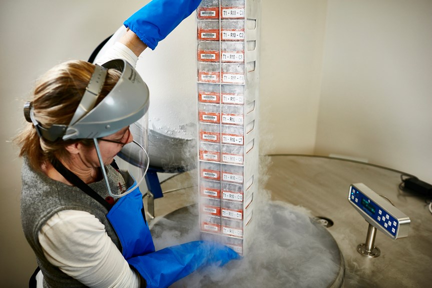 Vapour rises as a scientist pulls a specimen box storage from a liquid nitrogen cryofacility freezing tank.