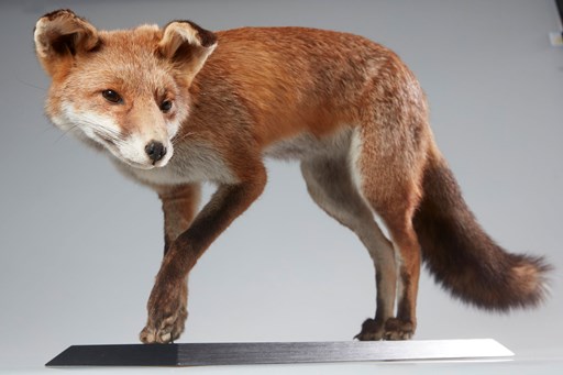 Red fox specimen