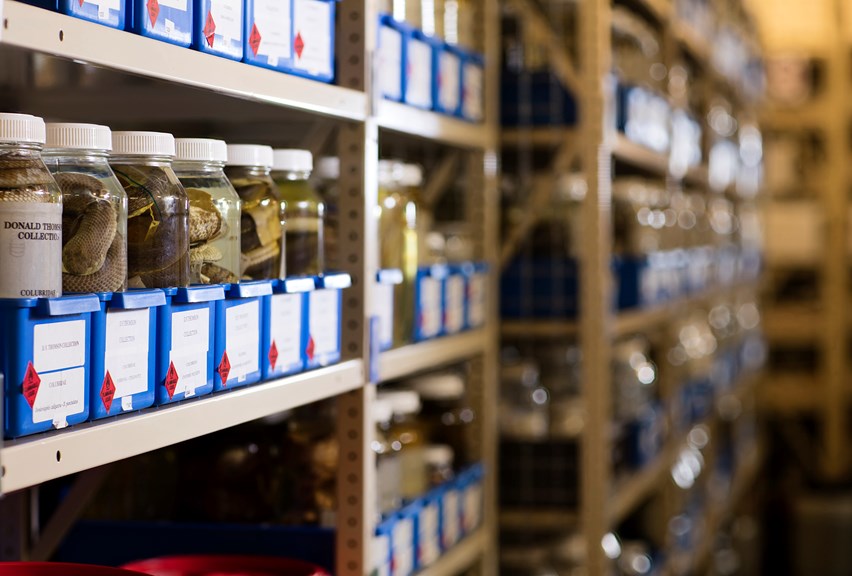 Donald Thomson Venom collection specimens stored in Wet Collection Store in Melbourne Museum.