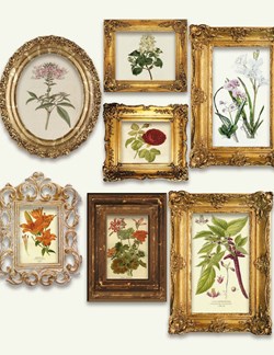 Seven botanical illustrations framed and presented in a salon-style hang