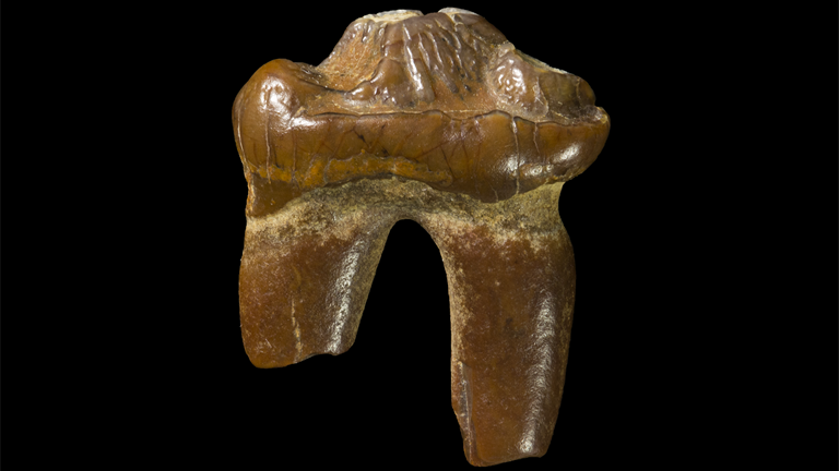 The fossilised seal tooth, which is 3 million years old.