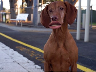 A dog at a train station with a human lips superimposed onto it's face