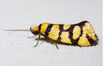 A black moth with large yellow spots. 