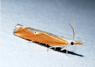 A long skinny orange moth. 