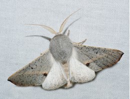 A portly, fluffy grey moth