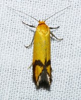 A long thing yellowish moth