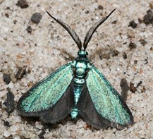 A metallic green and black moth