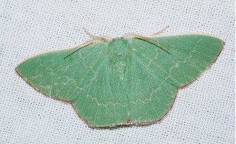 A large brilliantly green moth
