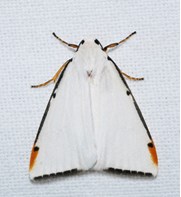 A sleek, white moth