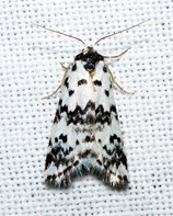 A white moth with black spots 