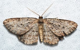 A mottled brown moth