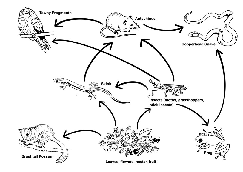 Black line drawing of a food web