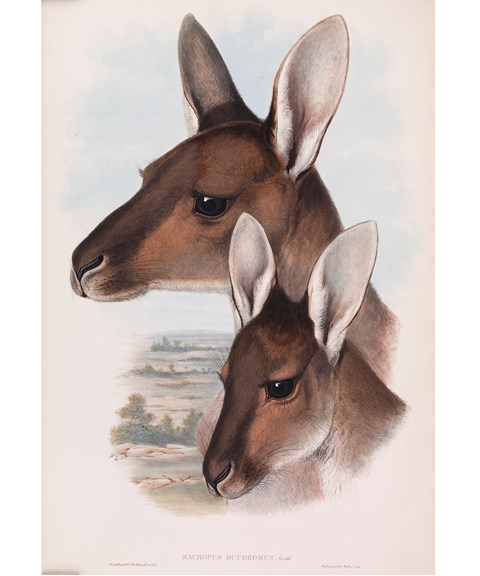 Gould's illustration of Western Grey Kangaroo - <em>Macropus fuliginosus</em> (<em>Macropus ocydromus</em>) from Mammals of Australia Vol 2, Pl 3, 1863.