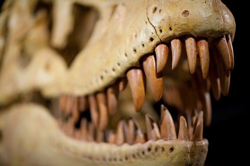 Close up of Tarbosaurus bataar from the Melbourne Museum's Dinosaur Walk Gallery.