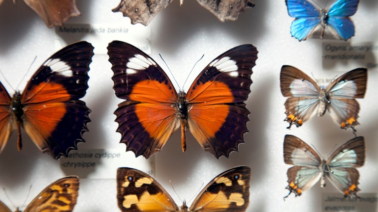 Butterflies on display in the Bugs Alive! exhibition at Melbourne Museum
